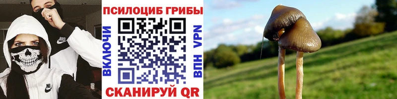 Псилоцибиновые грибы мицелий  Лабинск 